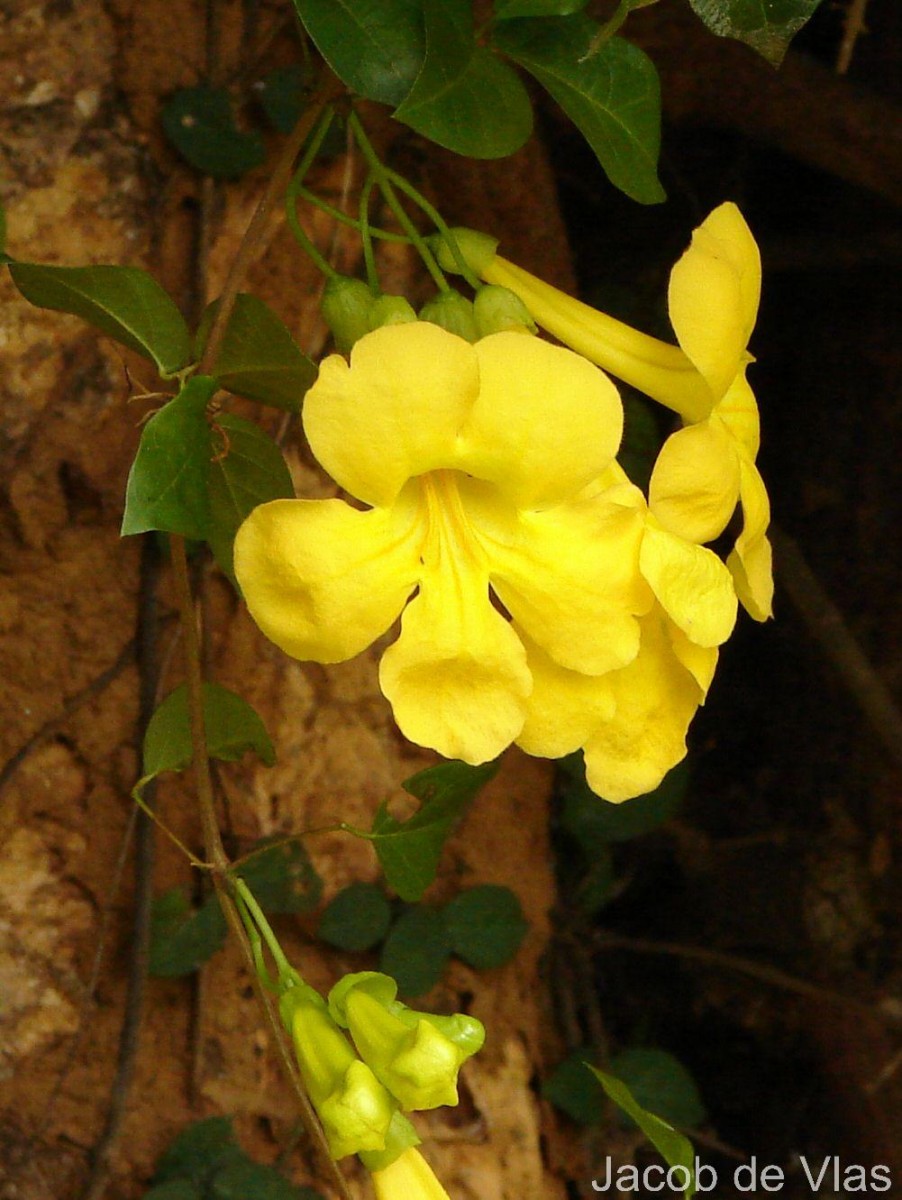 Dolichandra unguis-cati (L.) L.G.Lohmann
